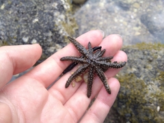 Coscinasterias muricata