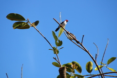 Paroaria capitata