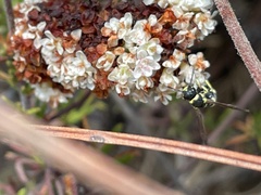 Parancistrocerus declivatus