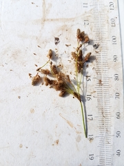 Scirpus pedicellatus
