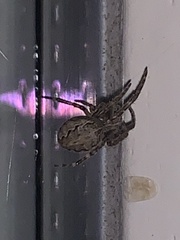 Larinioides sclopetarius
