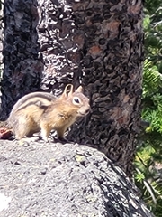 Callospermophilus lateralis