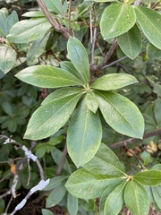 Rhododendron periclymenoides