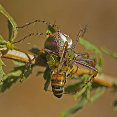 Peucetia viridans