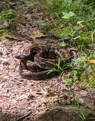 Crotalus horridus