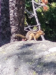 Callospermophilus lateralis