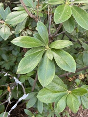 Rhododendron periclymenoides