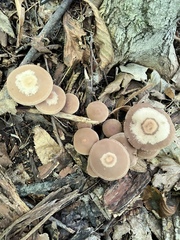 Psathyrella piluliformis