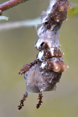 Limenitis