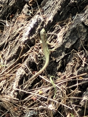 Lacerta viridis
