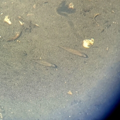 Cymatogaster aggregata