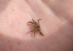 Neohymenicus pubescens