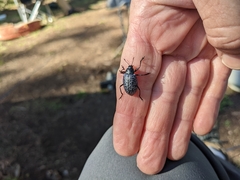 Cypherotylus californicus