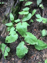 Arnica cordifolia