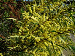 Acacia floribunda
