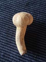 Chroogomphus tomentosus