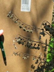 Cynoglossum officinale