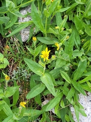Arnica latifolia