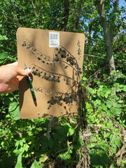 Cynoglossum officinale