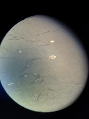 Cymatogaster aggregata