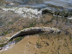 Acipenser transmontanus