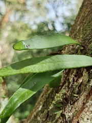Pyrrosia confluens