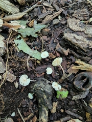 Cystolepiota