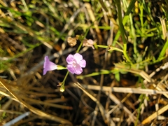 Agalinis maritima