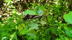 Pachylis acutangulus