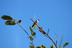 Paroaria capitata