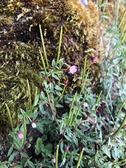 Epilobium hohuanense