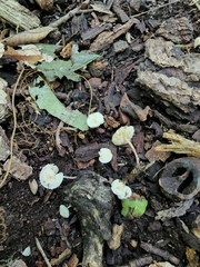 Cystolepiota