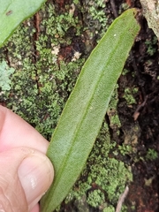 Pyrrosia confluens