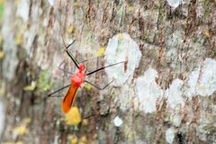 Ricolla quadrispinosa