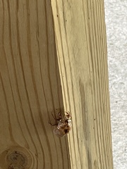 Cicadoidea