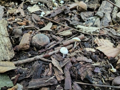 Cystolepiota