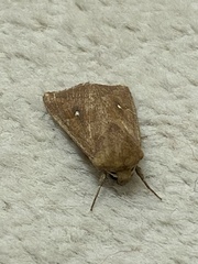 Mythimna albipuncta