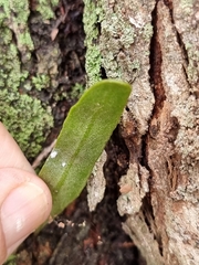Pyrrosia confluens