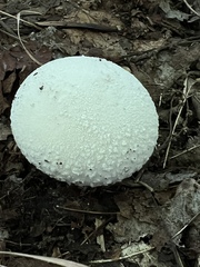 Amanita citrina