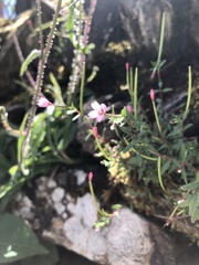 Epilobium hohuanense