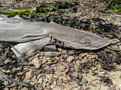 Mustelus henlei
