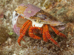 Ciliopagurus strigatus