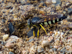 Bicyrtes quadrifasciatus