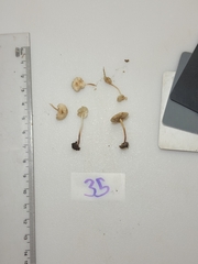 Cystolepiota