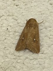 Mythimna albipuncta