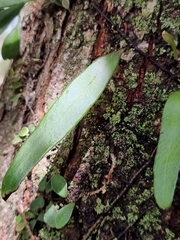 Pyrrosia confluens