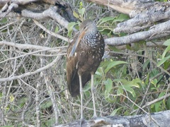 Aramus guarauna