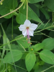 Mirabilis longiflora
