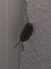 Porcellio spinicornis