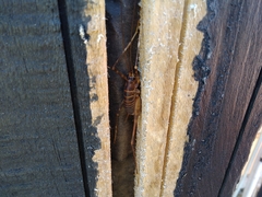 Pachyrhamma acanthocerum